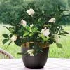 Gardenia - De Luca Fiori - Le Rughe - Formello