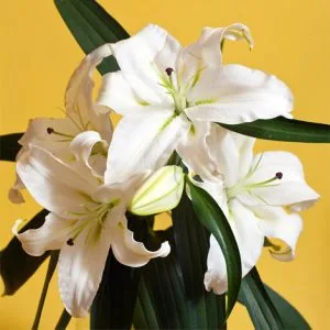 Lilium