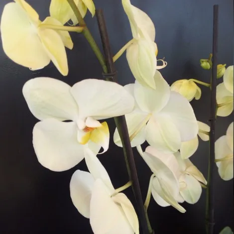 Ciotola in Ceramica di Orchidee Phalenopsis - immagine 2
