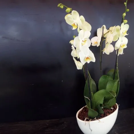 Ciotola in Ceramica di Orchidee Phalenopsis - immagine 3