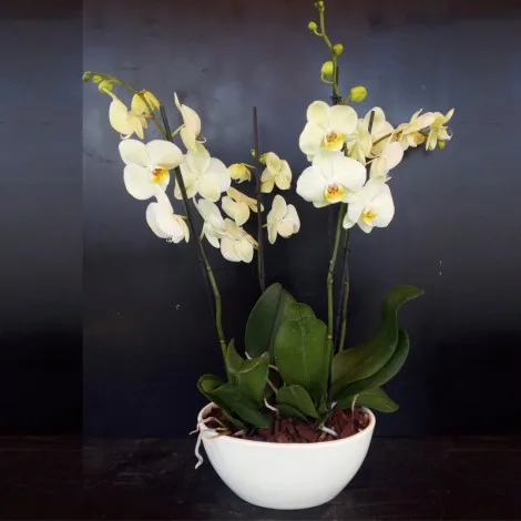 Ciotola in Ceramica di Orchidee Phalenopsis