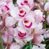 Orchidea Cymbidium