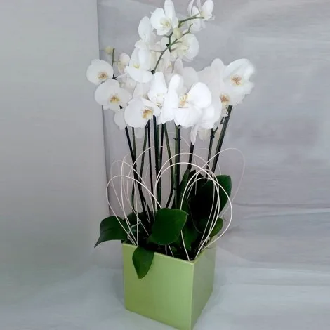 Orchidea Phalena Con Vaso Ceramica