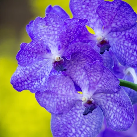 Orchidea vanda - De Luca Fiori