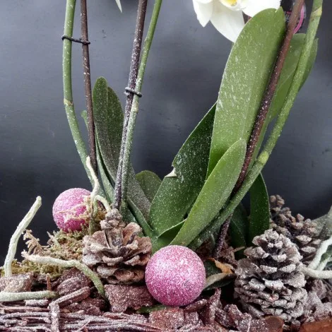 Phalenopsis Innevata - immagine 2
