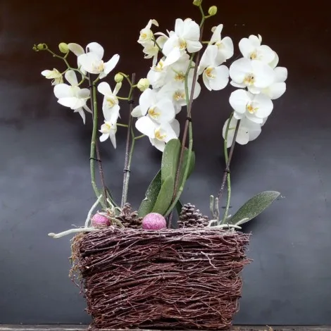 Phalenopsis Innevata