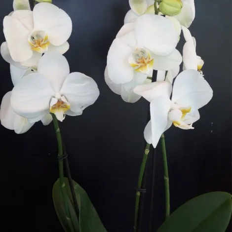 Orchidea Phalaenopsis - immagine 2