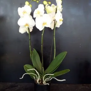 Orchidea Phalaenopsis