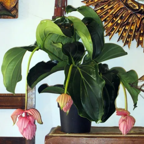 Medinilla