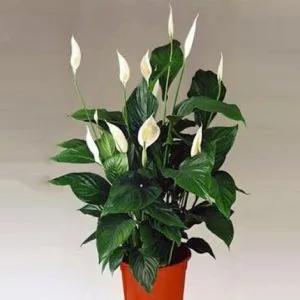 Spatifilium una pianta in vaso con fiori bianchi