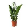 Zamioculcas - De Luca Fiori - Le Rughe - Formello
