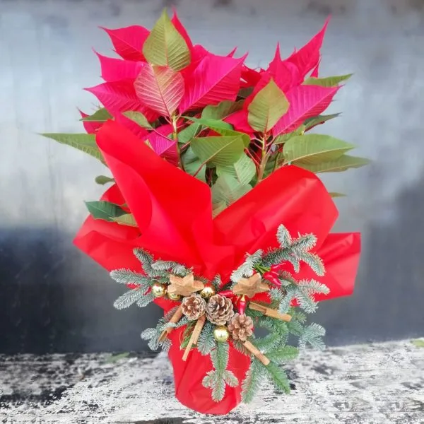 Stella di Natale