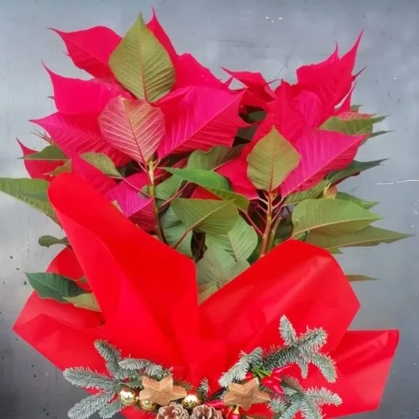 Stella di Natale - immagine 3