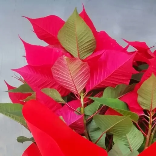 Stella di Natale - immagine 4