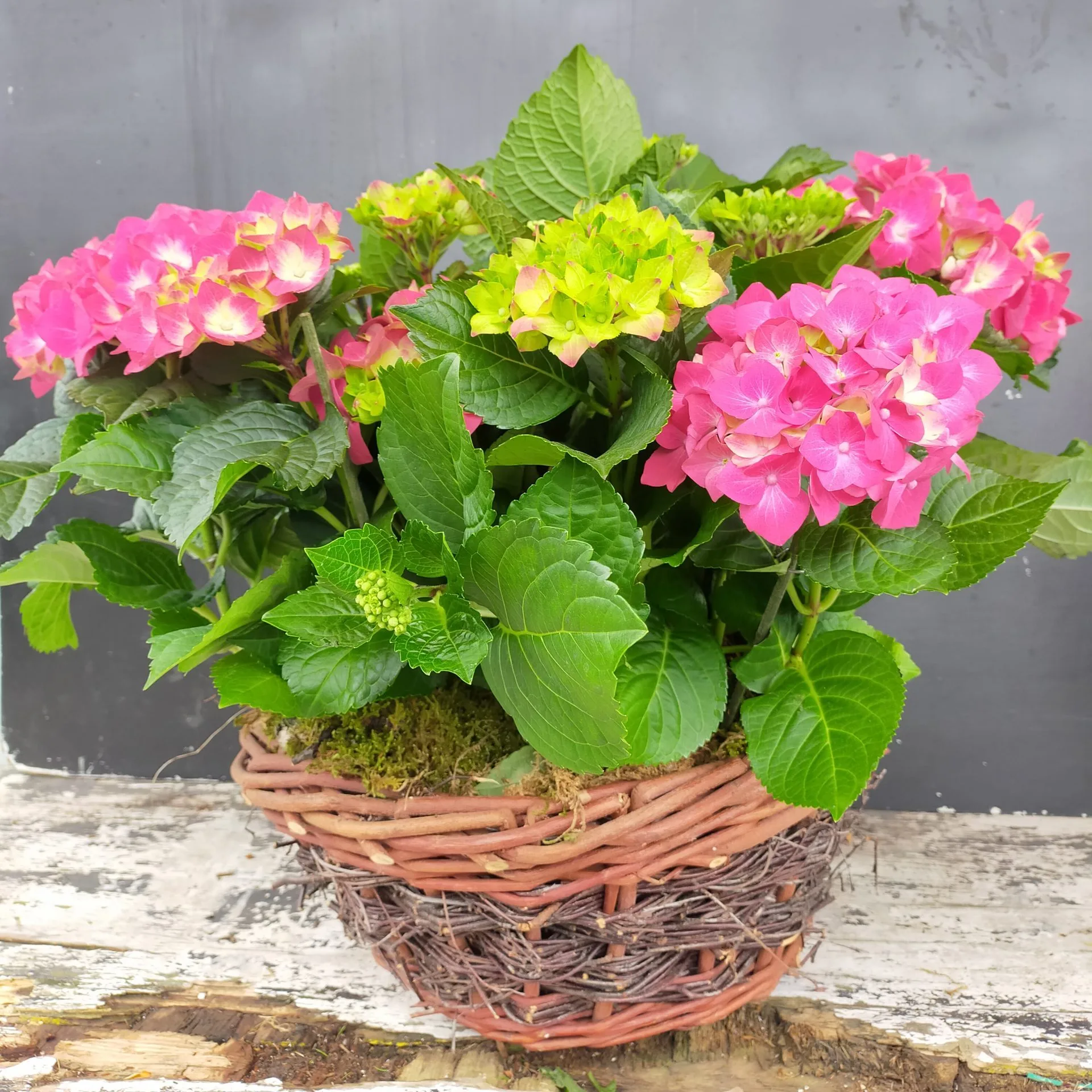 Cesto con Ortensie - immagine 3