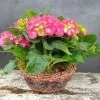 Cesto con Ortensie - De Luca Fiori - Le Rughe - Formello
