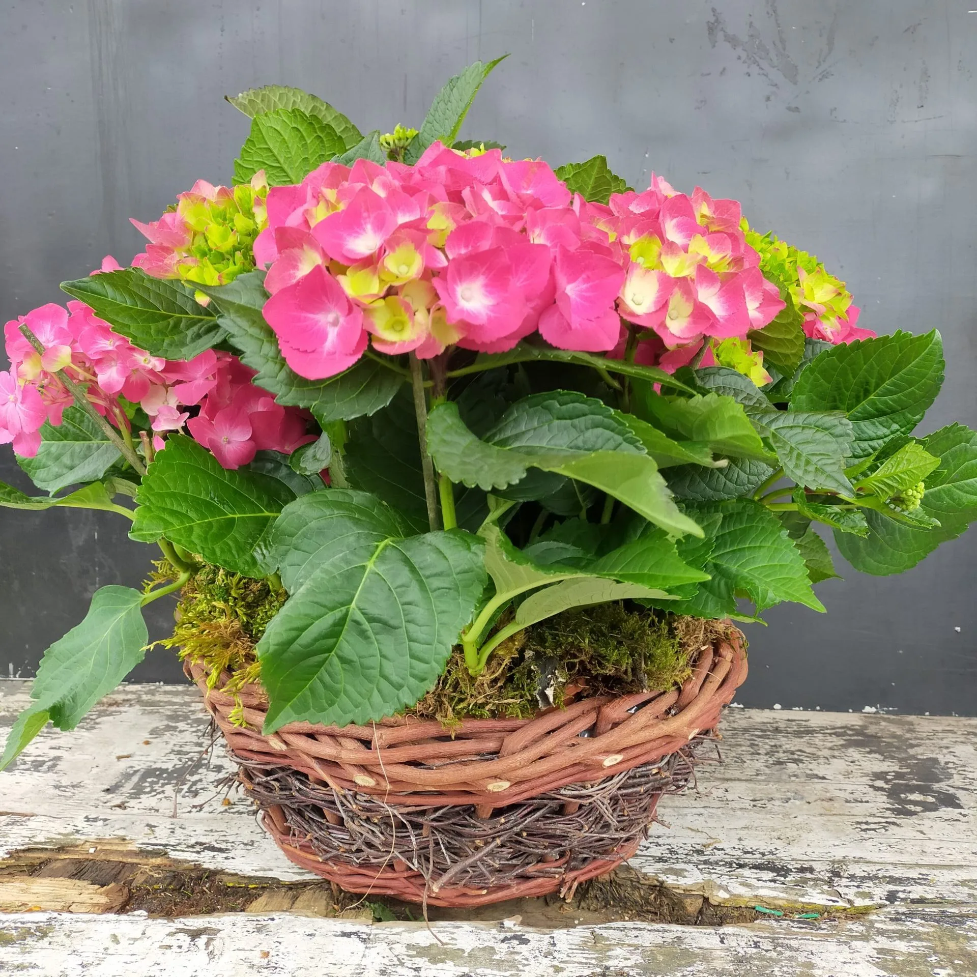 Cesto con Ortensie - De Luca Fiori - Le Rughe - Formello