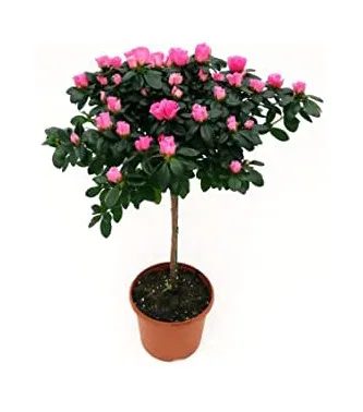 Azalea alberello