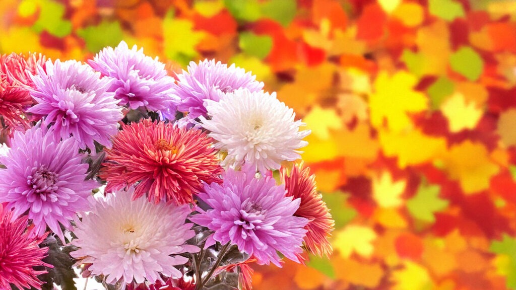 Crisantemi Il Fiore Perfetto per il 2 Novembre