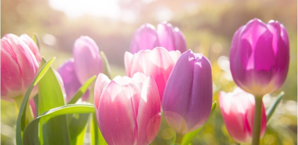 Come mantenere fresco il tuo bouquet di tulipani