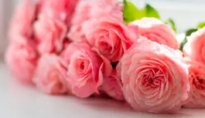 Fiori per la Festa della Mamma - De Luca Fiori - Le Rughe - Formello