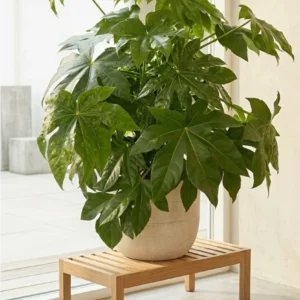 Primo piano di una rigogliosa pianta di Aralia (Fatsia japonica) con grandi foglie verdi palmate in un coprivaso minimalista in un interno moderno.