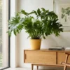 Grande pianta di Philodendron bipinnatifidum con foglie verdi lobate monumentali in un salotto luminoso, disponibile per l'acquisto online.